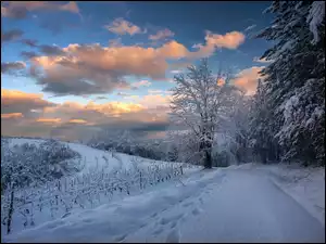 Droga, Zima, Drzewa, Chmury, Śnieg, Wzgórze