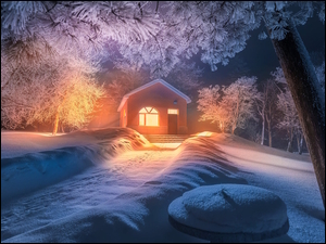 Ścieżka do oświetlonego domu i zaśnieżone drzewa