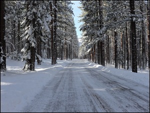 Ośnieżona droga przez zimowy las iglasty