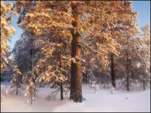 Las iglasty, Zima, Ĺnieg, Drzewa