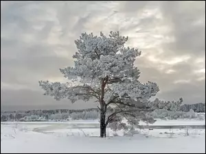 Drzewo, Zima, Oszronione