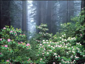 Las, Kwiatki