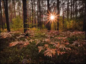 Rozświetlone słońcem zrudziałe paprocie w lesie