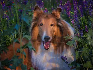 Kwiaty, Owczarek szkocki dĹugowĹosy, Collie, Pies