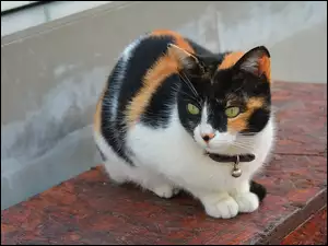 Kotek z dzwonkiem