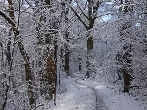 Wydeptana w sniegu Ĺciezka pod drzewami w lesie