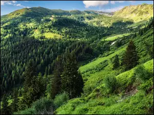 Rottenmanner und Wolzer Tauern, Góry, Drzewa, Austria, Niskie Taury, Wzgórza
