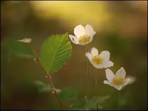 MrĂłwka, BiaĹe, Zawilce, Kwiaty