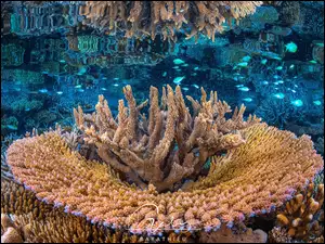 Koralowce, GŁębiny morskie, Rafa koralowa, Morze, Ryby
