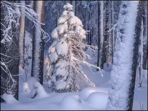 Zima, Drzewa, Ĺnieg, Las, OĹnieĹźone