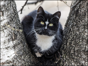 Czarny biaĹy kotek na drzewie