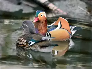 Dwia kaczki mandarynki na wodzie