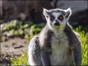 ZbliĹźenie, Lemur, Katta