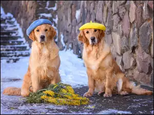 Dwa Golden retrievery w kolorowych beretach