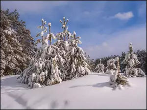 Zima, Niebo, Drzewa, OĹnieĹźone, Ĺwierki