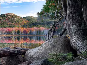 Drzewo, Jezioro, Stare, Stany Zjednoczone, Park Narodowy Acadia, Góry, Drzewa, Głaz, Kolorowe, Odbicie, Kamień, Maine