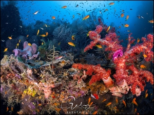 Koralowce, Rafa koralowa, Kolorowe, Morze, Ryby