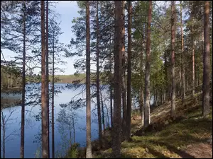 Jezioro za drzewami na skarpie