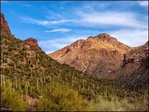 Sabino Canyon, Stany Zjednoczone, Góry, Roślinność, Arizona, Wąwóz, Kaktusy, Tucson
