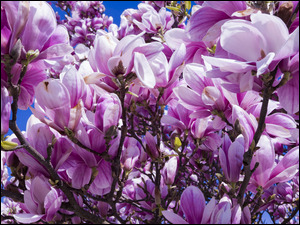 RozĹwietlone kwiaty magnolii na gaĹÄzkach