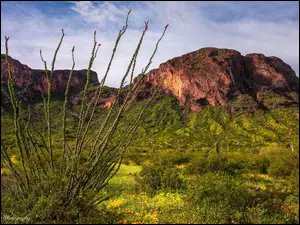 Arizona, WzgĂłrza, GĂłry, Stany Zjednoczone, RoĹlinnoĹÄ, Krzewy, Park stanowy Picacho Peak