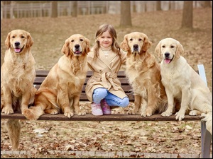 Dziewczynka i cztery golden retrievery na Ĺawce w parku