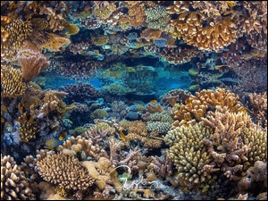 Koralowce, Odbicie, Rafa koralowa, Morze, Ryby