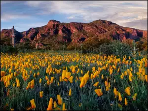 Maczki kalifornijskie, Drzewa, Picacho Peak State Park, Kaktusy, ĹÄka, Arizona, PozĹotki, GĂłry, Chmury, Kwiaty, Stany Zjednoczone