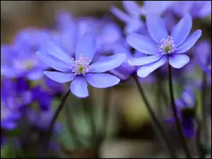 Przylaszczki, Wiosna, Kwiaty, Niebieskie