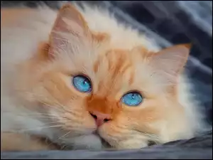 Leżący niebieskooki rudawy kot
