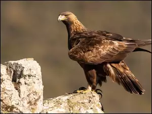 Skała, Orzeł przedni, Ptak