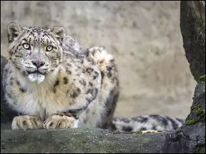 Skała, Irbis, Drapieżnik