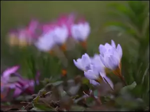 Kwiaty, Krokusy, Jasnofioletowe, Pochylone