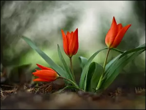 Rozmycie, Kwiaty, Czerwone, Tulipany