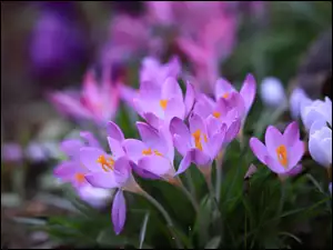 Kwiaty, Jasnofioletowe, Rozkwitnięte, Krokusy