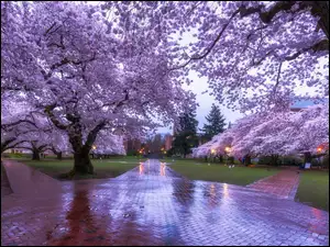 Stan Waszyngton, Uniwersytet Quad, Wiosna, Stany Zjednoczone, Drzewa owocowe, Aleje, Waszyngton