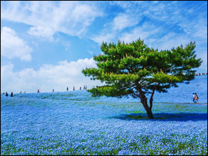 Hitachi Seaside Park, ĹÄka, Porcelanki Menziesa, Hitachinaka, Niebieskie, Drzewo, Japonia, Kwiaty