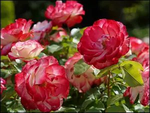Rozwinięte róże floribundy