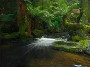 Wodospad pośród paproci i omszałych drzew w dżungli