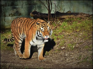 Na polanie tygrys syberyjski