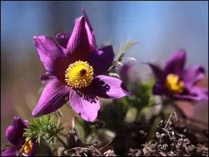 Kwiat, Fioletowa, Sasanka