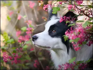 Kwiaty, Pies, Border collie, Krzewy