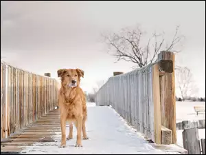 Pies, Drewniany, Śnieg, Zima, Mostek