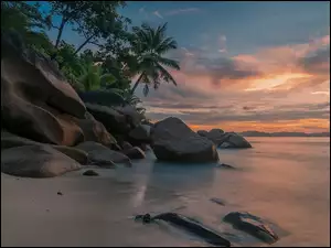 Brzeg morza z palmami na skałach
