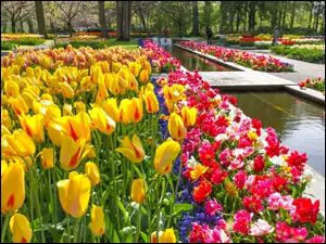 Tulipany, Wiosna, Keukenhof, Holandia, Park, Lisse