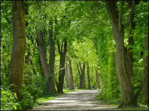 Ścieżka wśród zielonych drzew w parku