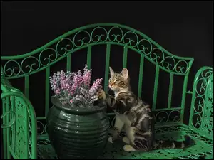 Kwiaty, Kot, Lawka