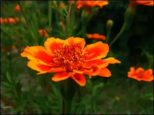 Aksamitka, Kwiat