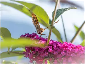 Motyl na kwitnącej budlei