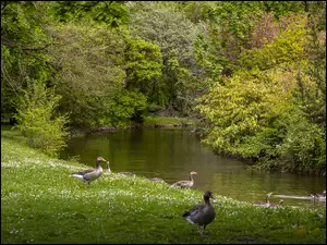 Kaczki w parku nad rzeką